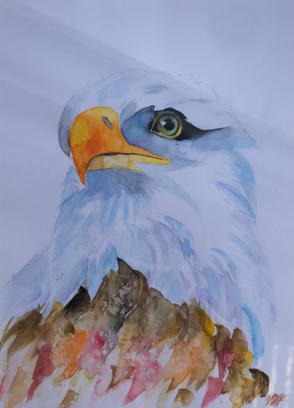 Bald Eagle