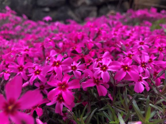  Scarlet Flame Phlox