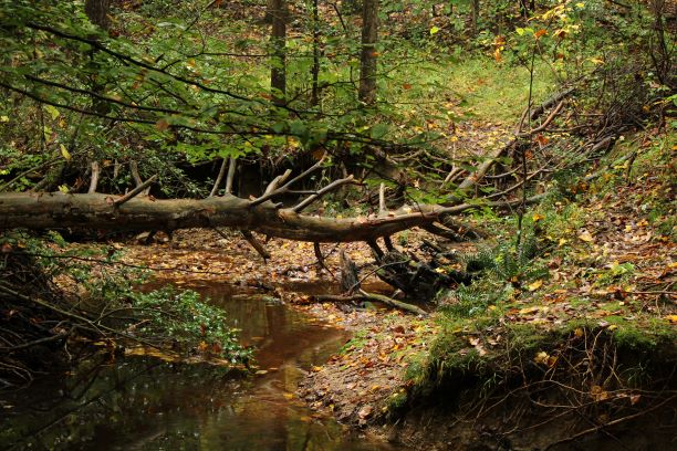 Fallen Bridge